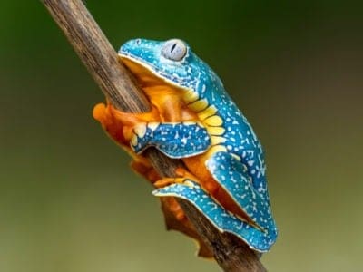 Golden eyed leaf frog