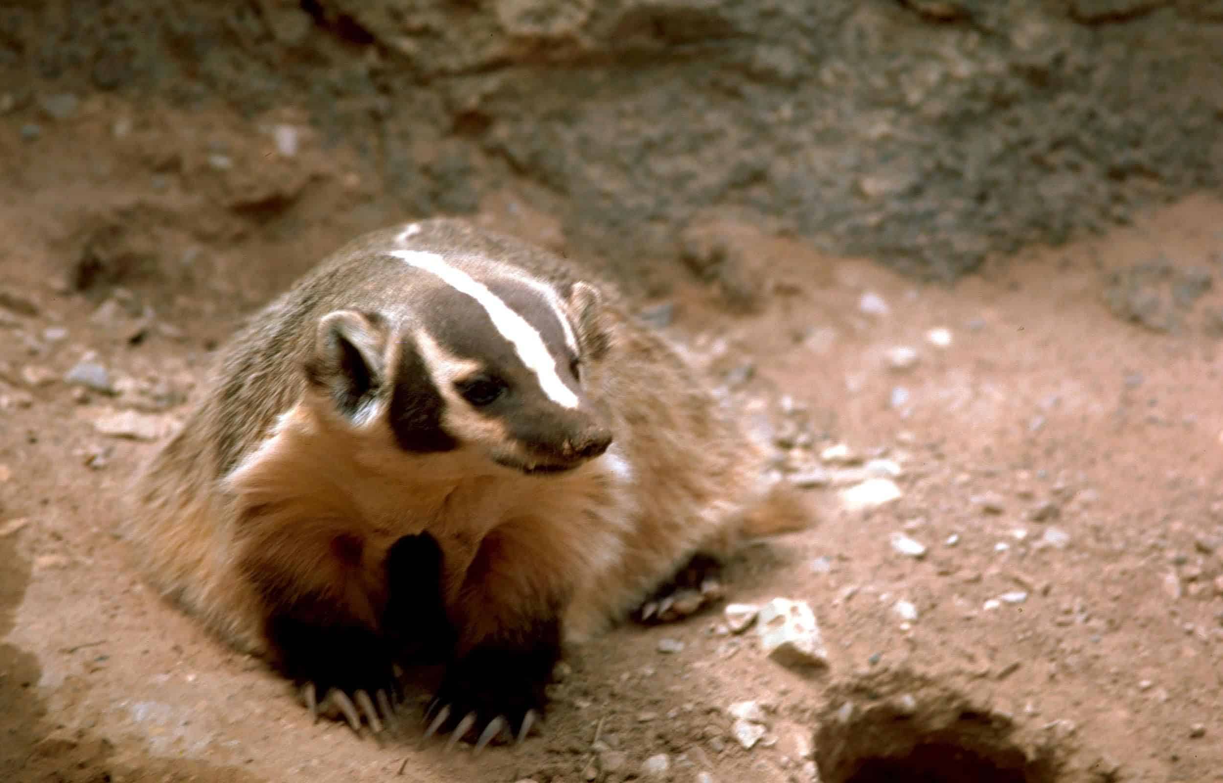Badger profile view, sitting in the dirt.