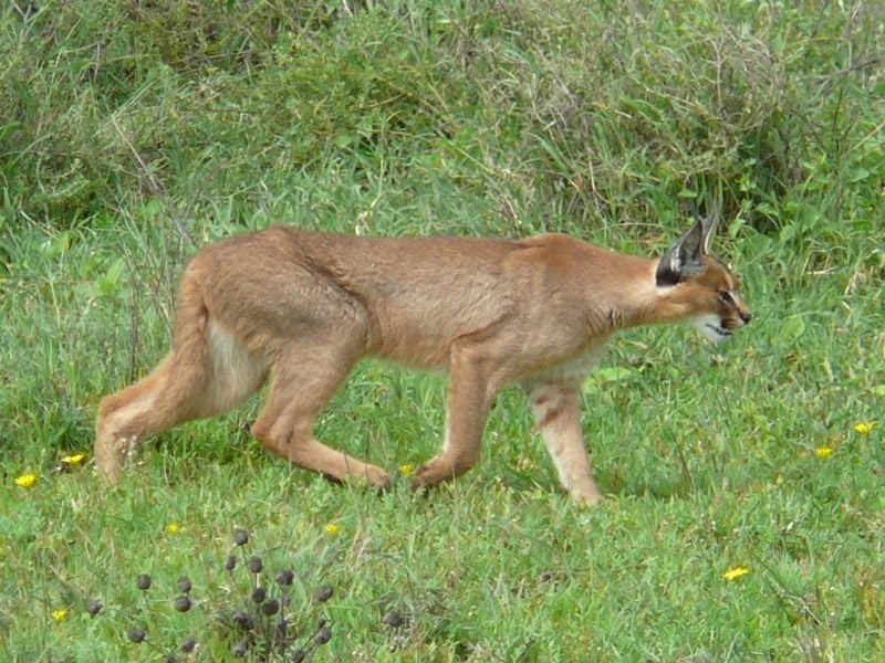 Caracal Hunting