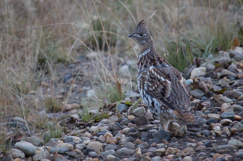 Grouse standing in the grass